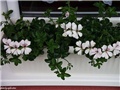 pelargonije